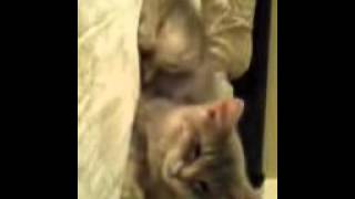 VIDEO0023.3gp