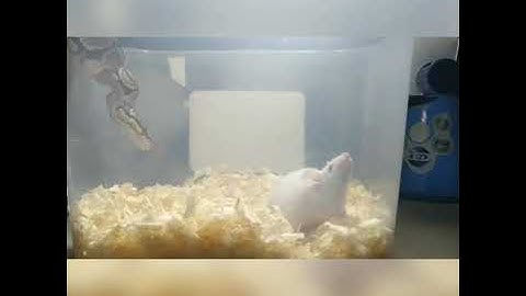 BEAST baby ball python live feeding