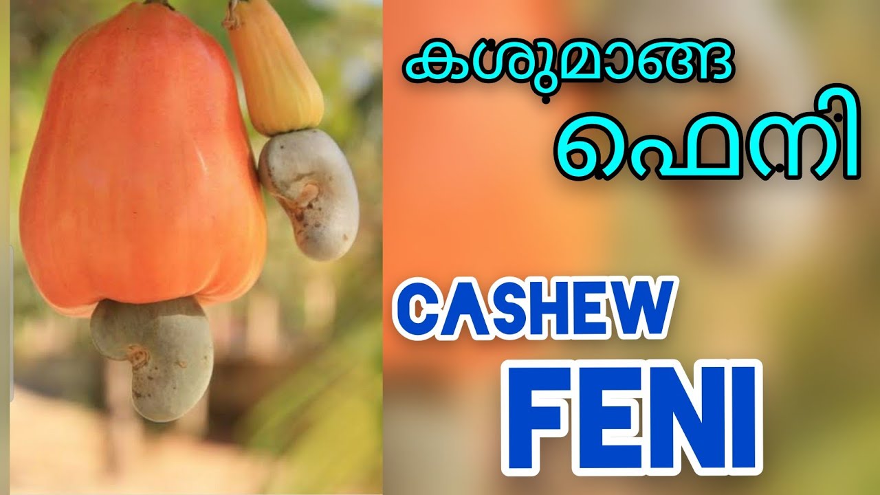 Cashew feni making at home kashumanga feni കശുമാങ്ങ ഫെനി FENI ഫെനി Cashew fruit feni