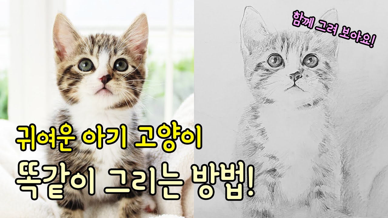 가볼쌤] 귀여운 아기 고양이를 똑같이 따라 그리는 방법! [기초 드로잉/연필 그림/소묘] - Youtube