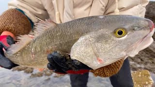 Resifin Altında Ölmekte Olan Bir Balık, Iki Kiloluk Büyük Bir Orfoz Bulundu.