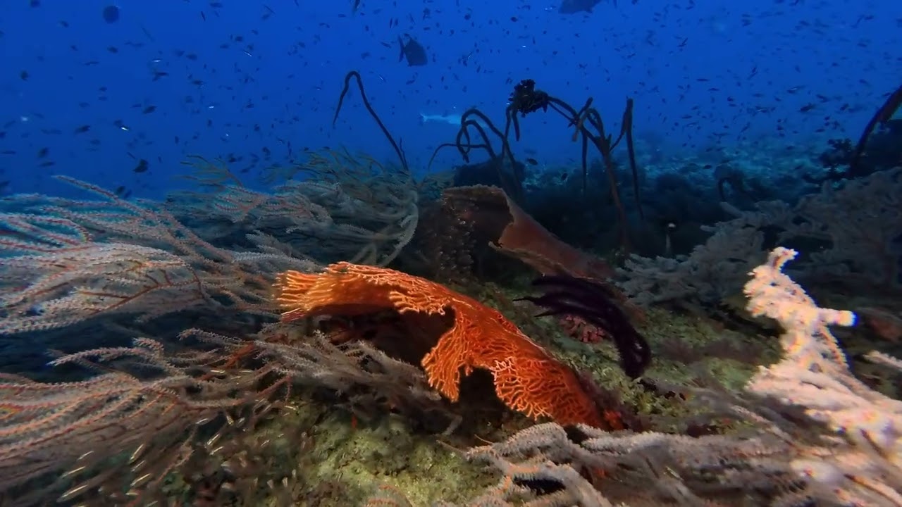 Diving at Christmas Tree | Maldives