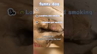 This Is So Funnyi Couldnt Stop Laughing funnydoddlersoftiktokfunnysduet