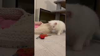 #kitten #catvideos #catlovers #cat #funny #funnykitten #ankarakedisi #turkishangora #cute