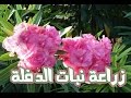 زراعة ,الدفلة , التفلة  |  1  |