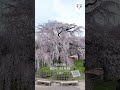 円山公園 祇園の枝垂桜 ＜Maruyama-koen Park＞ 京都いいとこ動画 #Shorts
