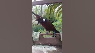 CILILIN JINAK GACOR NEMBAK PANJANG SANGAT JERNIH COCOK UNTUK MASTERAN MURAI,KACER,CUCAK IJO