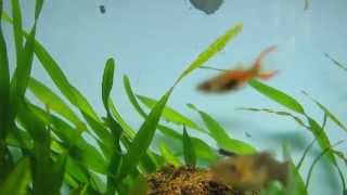 Copy Of Vallisneria Pearling. Co2 Boost No Commentary.