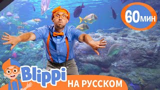 Песня Про Аквариум | Обучающие Песни Для Детей | Blippi Russian