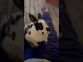 Bunny Breakfast!