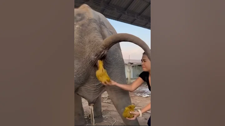 This is how the elephant poop 💩 #animals_rise #animals #safari #animal #cow #safarijourney