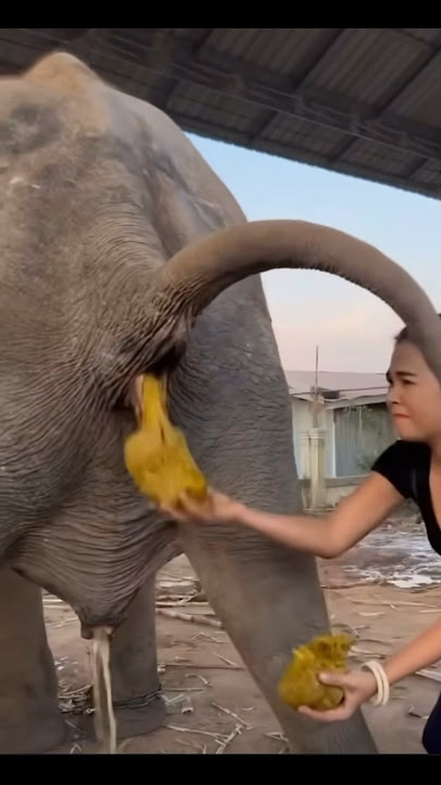 This is how the elephant poop 💩 #animals_rise #animals #safari #animal #cow #safarijourney