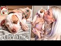 WE GOT A PUPPY | FIRST WEEK HOME WITH OUR PUPPY VLOG | AMERICAN BULLDOG