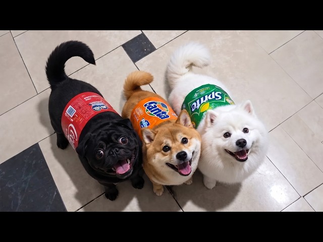 Funniest Cats and Dogs Videos 2026😼🐶Try Not To Laugh😜 #27 - YouTube