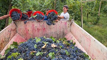 How to produce millions of vines   Grape Seedlings Production   Harvesting and processing grape