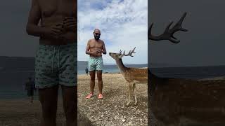 Deer Headbutts Man In The Ribs 😱🦌