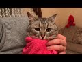 Помыли кота шампунем от блох. Как помыть взрослого  котика ?