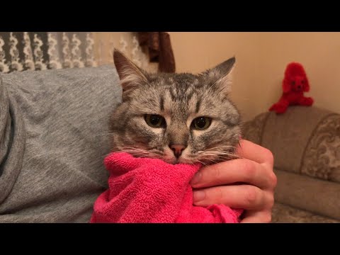 Помыли кота шампунем от блох. Как помыть взрослого котика?