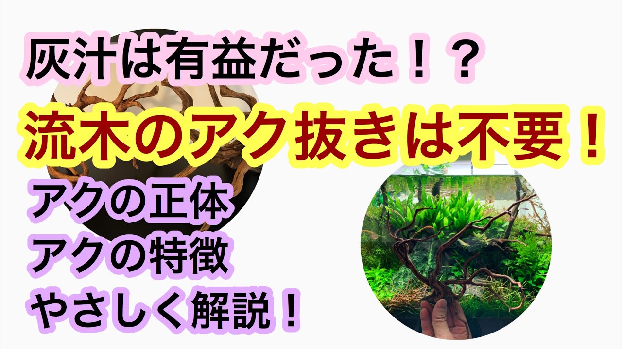 流木のアク抜きは不要です プロが流木の灰汁抜きをしない理由と対策を解説します Youtube