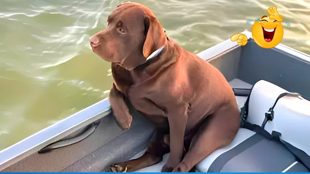 You Will Die Laughing At These Animals 😹🐶 The Funniest Cat Dog Moments Compilation 🐾