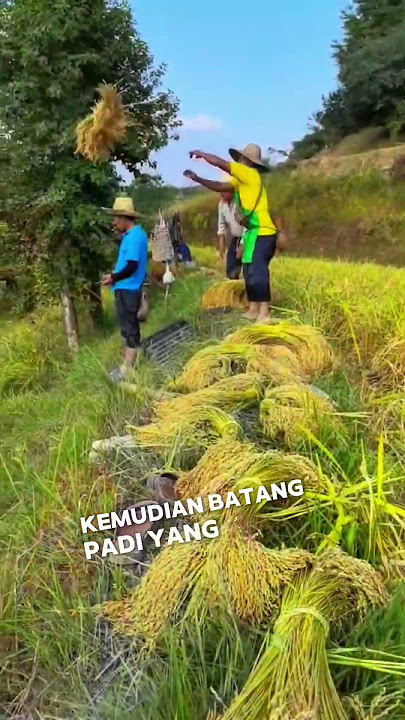 Cara tradisional panen padi di negara maju #halmenarik