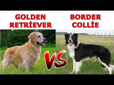 Video: Bearded Collie Dog Irk Hipoalerjenik, Sağlık Ve Ömrü