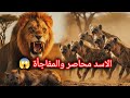 قطيع ضباع يقتحم عرين الأسد هل خضعت الأسود لذكاء الضباع حقائقوأساطيرمذهلة Lions 