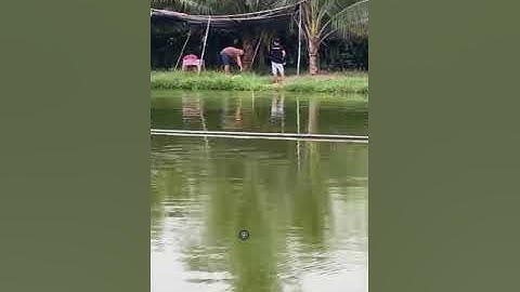 Vlogs 1 Báo cá - Hồ Vườn Dừa ấp Ngã Tư, xã Nhuận Đức, huyện Củ Chi, TP HCM || Mần Nông Vlogs