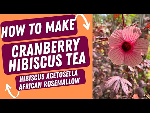 Video: Cranberry Hibiscus Požiadavky na pestovanie brusnicového ibišteka