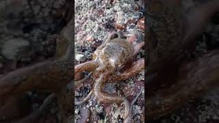 Octopus spotted crawling on the beach 🐙🦑