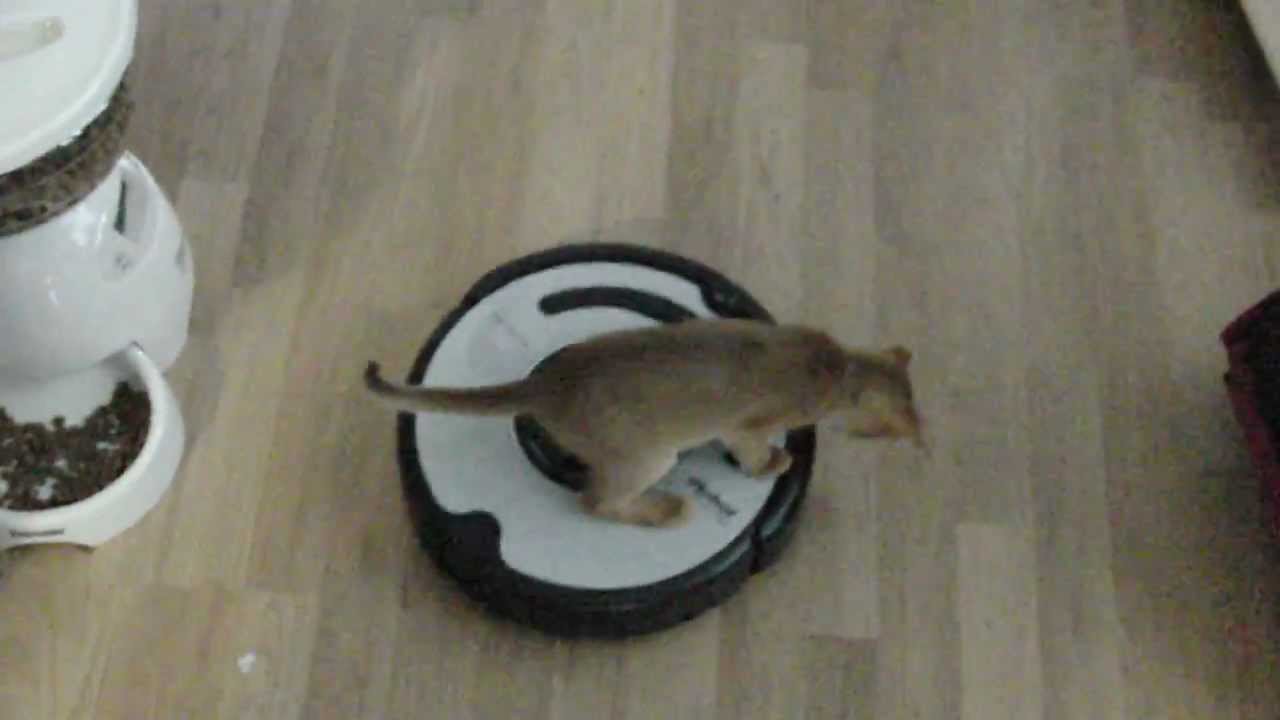 Kitten riding robot vacuum cleaner YouTube