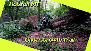 Holton Mountain Undergrowth