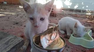 Distinctive movements. Kittens, eating, and cleaning by wiping by world of stray meowing  164 views 7 months ago 5 minutes, 16 seconds