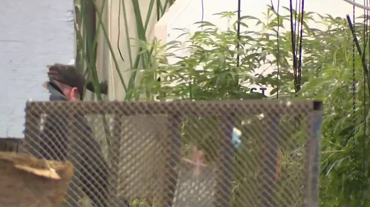 Marijuana grow operation revealed when car crashes into Detroit building