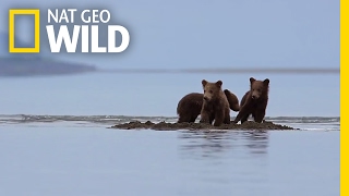 Bear Cubs Stranded in Rising Tides | Destination WILD