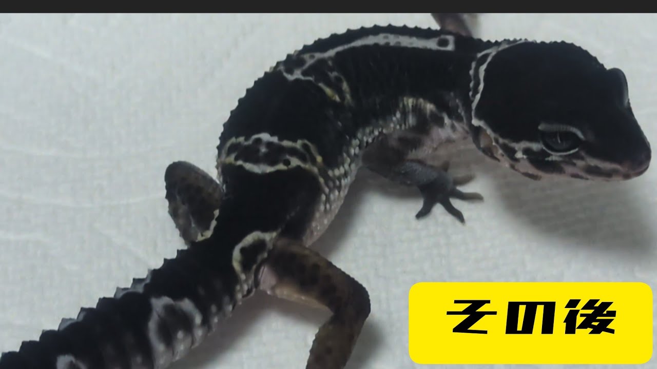 以前お迎えしたスノーブラックナイトの近況報告