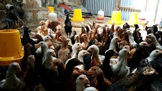 Sukses Muda !!! Ayam Kampung Panen Tercepat di Usia 40 Harian