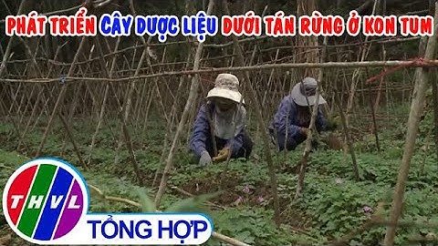 Phát triển trồng cây dược liệu dưới tán rừng ở Kon Tum