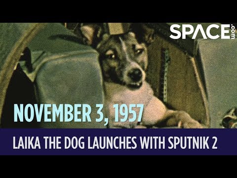 OTD in Space - Nov. 3: Laika the Dog Launches with Sputnik 2 - YouTube