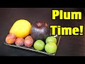 ALL ABOUT PLUMS! Trying a Greengage, Lemon Plum, Sugar Plum & More - Weird Fruit Explorer