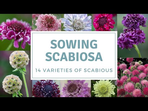 Video: Tumbuhan Scabiosa: Cara Menanam Bunga Kusyen Pinus