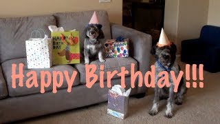 HAPPY BIRTHDAY FROM THE DOG | DOG LOVERS BIRTHDAY SONG by MyFavoritePupJasmine 5,578 views 4 years ago 41 seconds