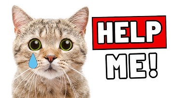 13 alarmerende signalen dat uw kat stiekem depressief is - NEGEER NOOIT!