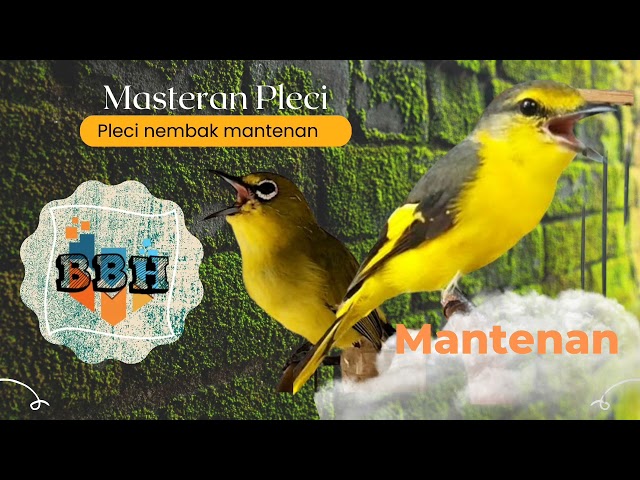 Masteran Pleci Tembakan Mantenan. #pleci#mantenan#tembakan class=