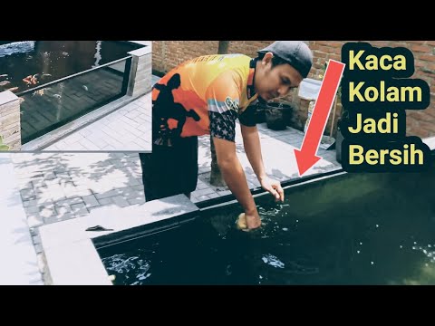 Cara Mudah Membersikan Kaca Kolam Koi