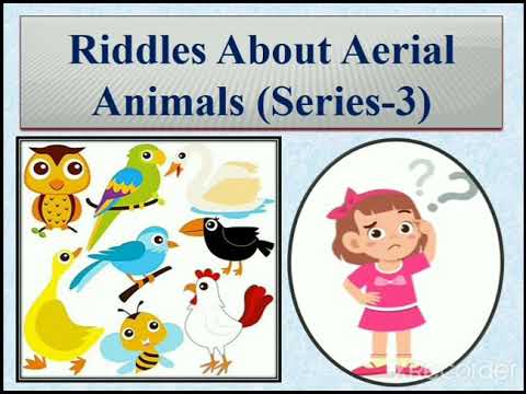 Riddles About Aerial Animals - YouTube