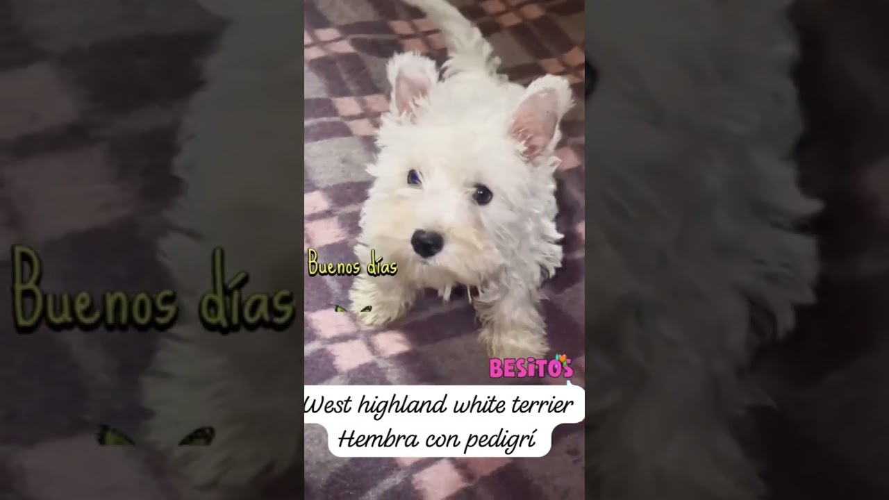 Westy hembra west highland white terrier