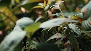 Canon M3   Lensa Sejutaan | Bokeh #meike35mm