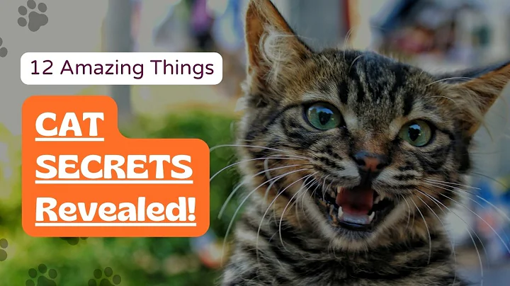 Things cats do for you | 12 strange cat behaviours explained | weirdest things cats do