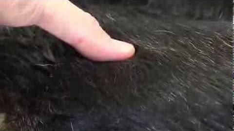 How To Perform An Ortalani Sign on A Dog With Suspected Hip Dysplasia.